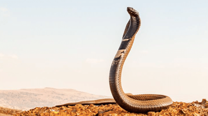 arti mimpi digigit ular kobra